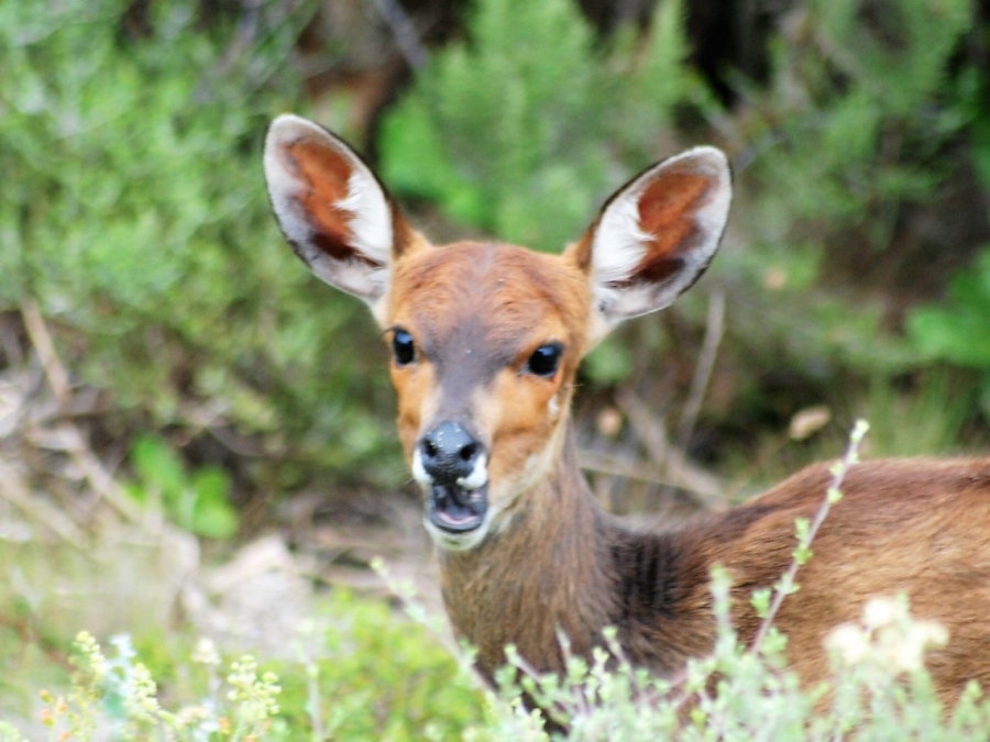 0 Bedroom Property for Sale in Dana Bay Western Cape